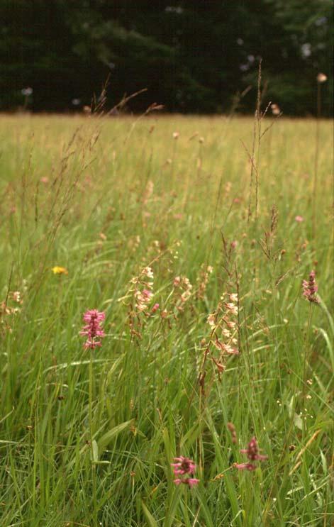 Umsetzung Schwerpunktprojekte - Landwirtschaftliche Nutzung Umsetzung 2007 gestartet 15 Schwerpunktprojekte für Bereiche mit hohem Managementbedarf von Naturschutzabteilung des Landes NÖ (RU5) mit