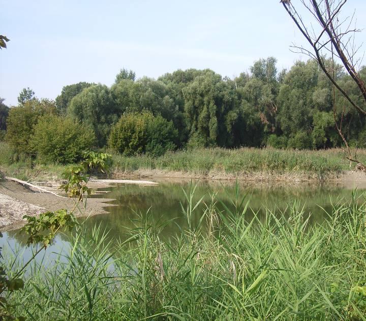 Ufervegetation an naturnahen, großen Fließgewässern