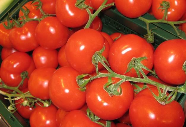 Die Tomate ist wegen ihrer vielseitigen Verwendbarkeit und durch ihre attraktive Farbe sehr beliebt.
