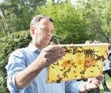 Beim Bienenmonitoring werden im Umfeld des zukünftigen Flughafens Berlin Brandenburg Pollen, Wachs und Honig auf Rückstände von Schadstoffen analysiert, welche über die Luft und die Umwelt in die