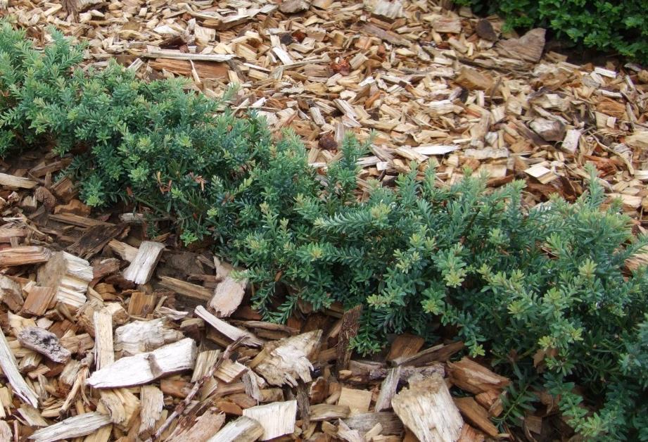 Podocarpus nivalis Steineibe langsam wachsendes Nadelgehölz aus Neuseeland 1.