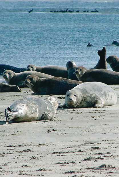 Seehunde und Kegelrobben 2 Erstaunliches über Robben Robben leben im und am Meer. Alle Robben haben ihren Körper im Laufe der Evolution sehr gut an das Leben im Wasser angepasst.