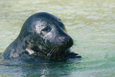Junge Seehunde fressen vor allem Garnelen. Für ausgiebige Beutezüge verlassen Seehunde das Wattenmeer und schwimmen 50 km und mehr hinaus in die Nordsee.