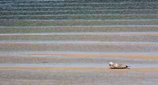 10 Die Kunst des Robbenzählens Obwohl die Tiere nicht gerade klein sind, ist Robbenzählen nicht ganz einfach. Der Seehundbestand wird jedes Jahr in den Sommermonaten ermittelt.