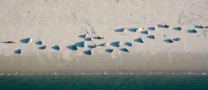 Dann ruhen viele der Seehunde auf den Sandbänken und können dort deutlich besser gezählt werden, als wenn sie im Wasser sind. Wichtig ist, dass das gesamte Wattenmeer zur gleichen Zeit, d.h. während einer Niedrigwasserperiode abgeflogen wird, damit es keine Doppelzählungen gibt.