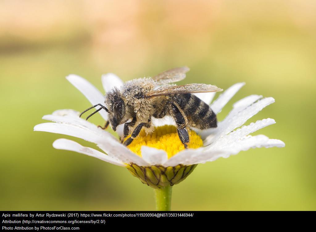 Entdeckerauftrag 5: Der Honig Warum brauchen Bienen Honig? Überlege!