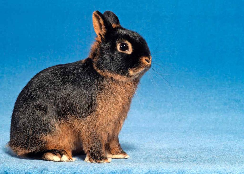 FOLGE 1 Farbenzwerg: Lebhaft und gut verankert Farbenzwerge sind temperamentvolle Kaninchen. Die 241 Rammler aller 24 ausgestellten Farbenschläge erreichten einen Gesamtdurchschnitt von 94,89 Punkten.