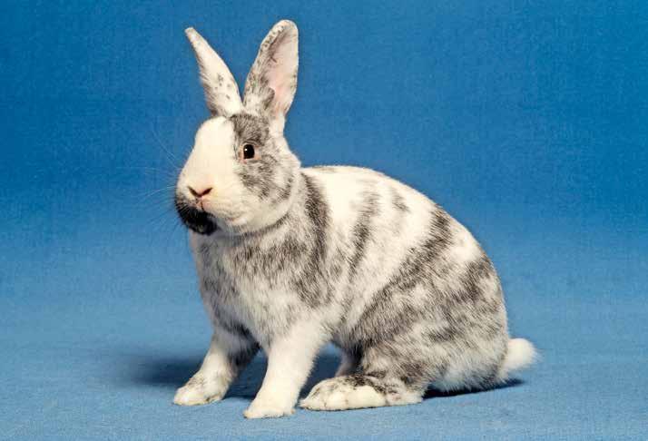 FOLGE 8 Deilenaar: Das Kaninchen mit dem sanften Wesen Bei dieser noch jungen Rasse waren 44 Tiere zu bewerten. Erfreulicherweise hat sich die Fellqualität in den letzten Jahren stark verbessert.