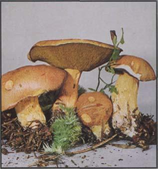 Sandröhrling Suillus variegatus Hut: 6-12 cm, lange gewölbt, Oberfläche körnig erscheinend, braun mit gelb-olivem Einschlag.