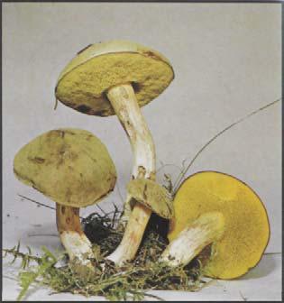 Ziegenlippe Filzröhrling, Gänsemaul, Mooshäuptchen. Xerocomus subtomentosus Hut: 6-8 cm, bräunlich, oliv, matt wie feinstes Wildleder. Huthaut nicht abziehbar, kaum felderig gerissen.