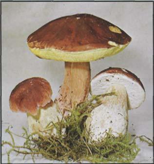 Steinpilz (s. auch 1. Umschlagseite) Herren- oder Edelpilz, Steinkopf, Braunkopp, Dobernigel. Boletus edulis Hut: bis 20 cm, weißlich, hell- bis dunkelbraun, dickfleischig.
