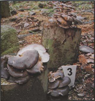 Austernseitling (von Züchtern und Händlern auch Kalbfleischpilz genannt). Pleurotus ostreatus Hut: 10-12 cm breit, weiß-gelblich, meistens grau-blau, auch bräunlich, dickfleischig, muschelförmig.