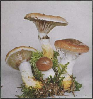 Kuhmaul Großer Gelbfuß, Großer Schmierung, Rotzer, Schafsnase. Gomphidius glutinosus Hut: 5-10 cm, braun, porphyrbraun, oft schwarzfleckig, dicke abziehbare Schleimschicht.