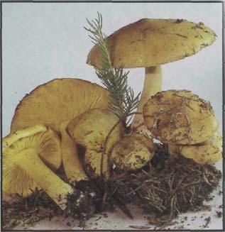Grünling Echter Ritterling, Grünreizker. Tricholoma auratum Hut: 5-8 (10) cm, ungleich gerundet, grünbraun, gelbbraun, Haut abziehbar, klebrig, meist mit Sand behaftet.