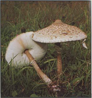 Parasolpilz Riesenschirmling, Großer Schirmling. Macrolepiota procera Hut: 10-20 cm, hellgrundig mit groben braunen Schuppen, Scheitel dunkel. Junge Hüte eiförmig.