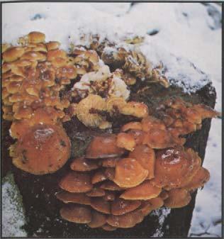 Samtfußrübling Winterrübling, Flammulina velutipes Hut: 3-8 (10) cm, glänzend, klebrig, gelb bis goldbraun. Lamellen: holzgelb.