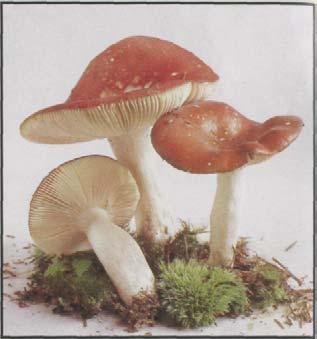 Apfeltäubling Russula paludosa Hut: 6-12 (15) cm, rot und glänzend wie ein Apfel, die vertiefte Mitte oft ockerblaß entfärbt. Lamellen: weiß, cremefarben.