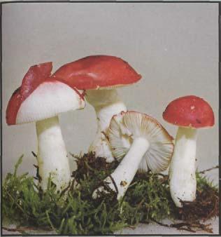 Speitäubling Giftig Speiteufel. Russula emetica Hut: 4-8 cm, Rottöne sehr variabel, wenn die vielen Unterarten des Speitäublings einbezogen werden. Lamellen: weiß bis creme. Stiel: weiß.