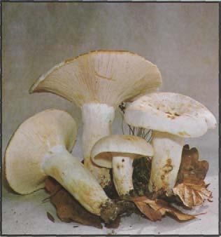 Pfeffermilchling Echter oder Langstieliger Pfeffermilchling. Lactarius piperatus Hut: 8-12 (15) cm, matt, weiß-creme, gelbbraun gefleckt, vertiefte Mitte.