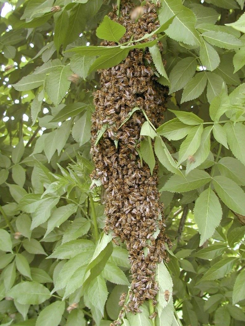 Erneuerung Bienen ziehen in der Zeit des Überflusses Drohnen und neue Königinnen heran Die alten Königinnen