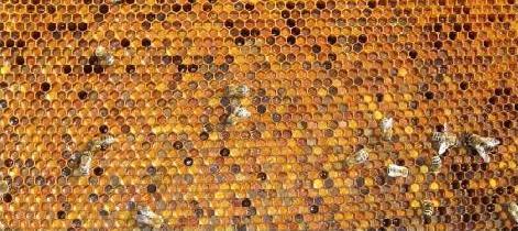 Treibstoff für die Bienen Pollen ist die