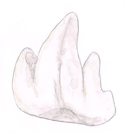 Der Name Kegelrobbe kommt, wie fälschlicherweise viele denken, nicht von deren Kopfform, sondern ist auf die Form der Zähne