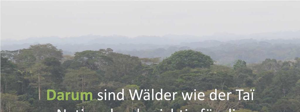 Waldschutz und Kakaoproduktion hängen voneinander ab.