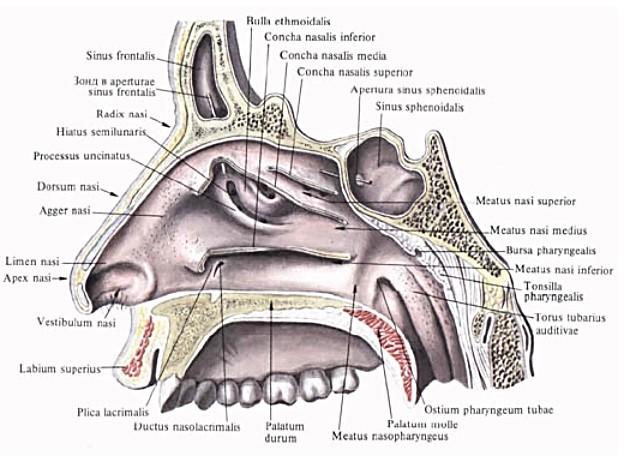 Abb. 4: Nasenhöhle Meatus nasi superior: Er liegt unter der oberen Nasenmuschel, hier münden die hinteren Siebbeinzellen.