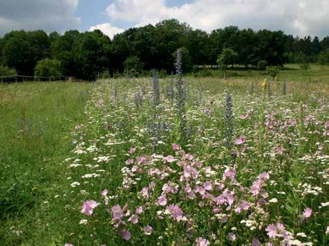 Damit steht dem Lebensraum Feldflurab dem Hochsommer - eine überbordende Blütenfülle bis in den Herbst zur Verfügung. Nutzung und Biodiversität sind das Thema für die Rebzeilenmischung.