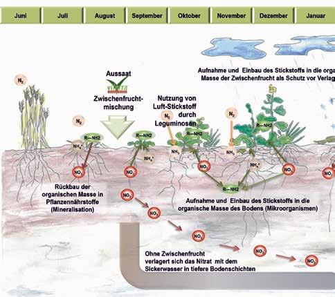 Wasserschutz mit Zwischenfrüchten Stickstoff ist ein essentielles Nährelement für Pflanzen und spielt in der heutigen Landwirtschaft eine übergeordnete Rolle.