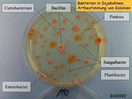 11 % der Proben waren mit Verderb anzeigenden Bakterien (KG2) wie Bacillus, Lysinibacillus, Rhodococcus, etc. belastet.