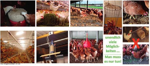 Pflanzen- und Tierproduktion Bild 8 Beschäftigungsmaterial vielfältige Möglichkeiten der Ablenkung. Weitere Informationen: Unter der Homepage http://www.landsiedlung.
