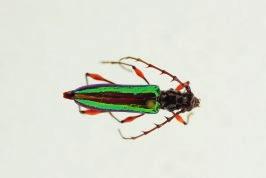 (Cerambycidae), zu denen auch der mittlerweile in Deutschland vorkommende Asiatische Laubholzbock (Anoplophora glabripennis) zählt, zum anderen sind es Bohrkäfer (Bostrichidae), die aufgrund ihrer