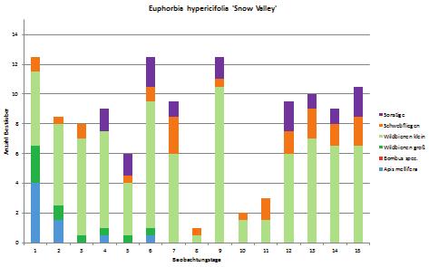 Gartenbau und Sonderkulturen Abbildung 2 Mit durchschnittlich rund 16 Insektenbesuchen während der 2-minütigen Beobachtungszeit, zählte der Zauberschnee Euphorbia hypericifolia zu den beliebtesten
