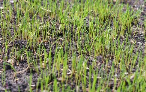 Für die Keimung brauchen die meisten Gräser eine minimale Bodentemperatur von 8 C. Optimal für Keimung und Wachstum sind 14 bis 25 C und selbstverständlich ausreichend Feuchtigkeit.