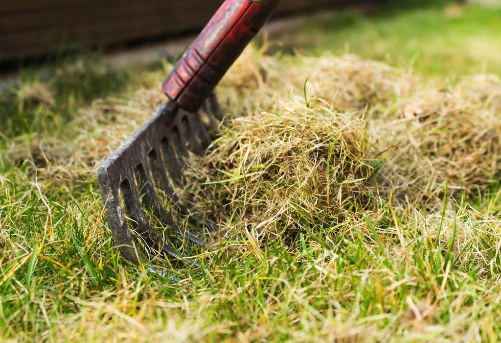 4. Regelmäßige Pflegearbeiten Neben dem Rasenmähen mag schöner Rasen auch gut gepflegt sein.