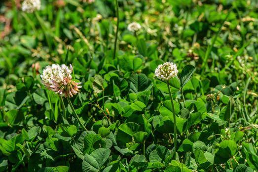 Weißklee (Trifolium repens) Da Klee selbst Stickstoff aus der Luft fixieren kann, bevorzugt er magere, ungedüngte Böden.