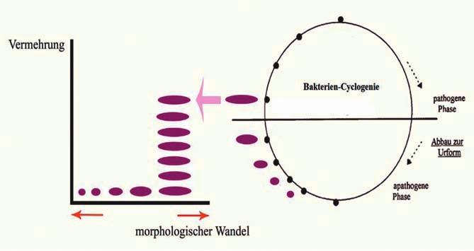 Morphologische Veränderung (Metamorphose) Aufbauentwicklung Rückentwicklung (Abwärtsentwicklung) Einzelne morphologische Stadien können sich vermehren Cyclogenie-Stadien und der Wandel