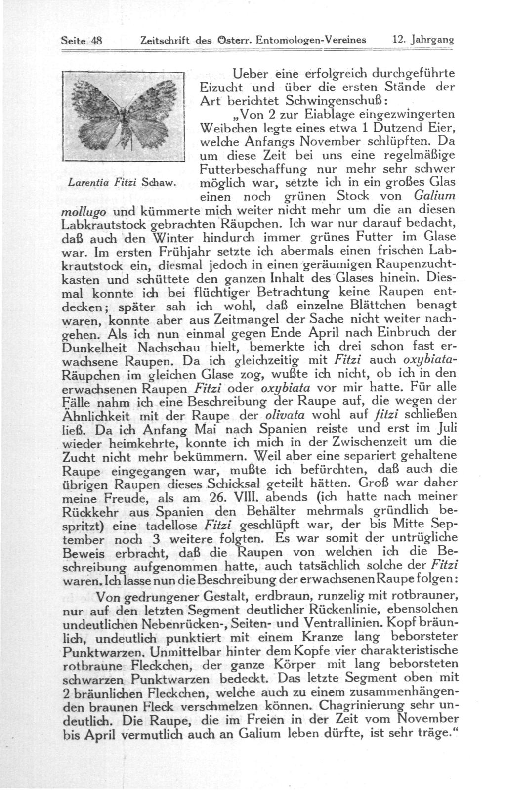 Seite 48 Zeitschrift des österr. Entomologen-Vereines 12.