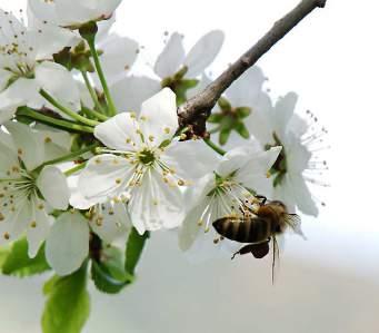 Die Biene auf der Apfelblüte Die Biene bei der Ernte und Pollenübertragung Die Biene auf der Apfelblüte Um unsere Nahrungsmittel wäre es schlecht