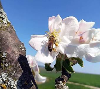 Die Biene hat nämlich besondere Eigenschaften: Sie ist blütenstetig, d. h. Kundschafterinnen suchen z. B. einen in Vollblüte stehenden Apfelbaum aus, Arbeiterinnen transportieren ganztägig Nektar und Pollen vom selben Baum in den Bienenstock.