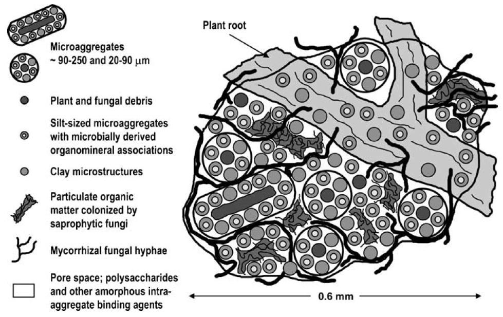 Abbau und Umbau von organischem C im Boden (stark vereinfacht) C in pflanzl.