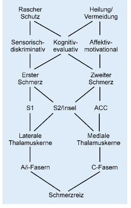 Grundlagen 16 Abbildung 2-1: nach Ploner und Schnitzler 2004, S. 968: die oben beschriebenen Strukturen im vermuteten funktionellen Zusammenhang 2.2.5 Akuter Schmerz Bei dem in unserer Studie durch Laserreize hervorgerufenen Schmerz handelt es sich um akuten Schmerz.