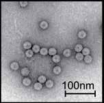 Antikörpern sichtbar gemacht. Die Markierung eines Virus mit einem Farbstoff verändert seine Eigenschaften.