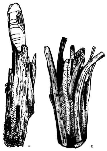915 Abb. 3: Anaproutia temirlikensis n.sp. Männchen. (a) Männchen 10.-12.