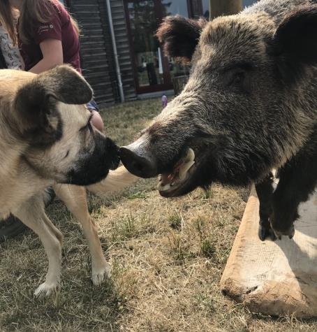 Nationalparkfest am 17.Juni 2018: Wildschwein-Forschung stößt auf großes Interesse bei den Besuchern Das Nationalparkfest am 17.