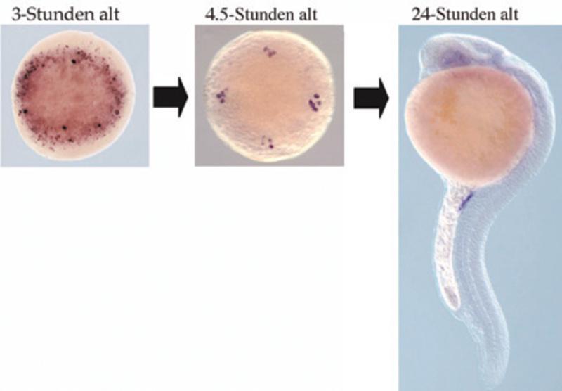 germ cells with signals important for their development and conversely, we analyze the development of somatic cells in which germ cell development is blocked.