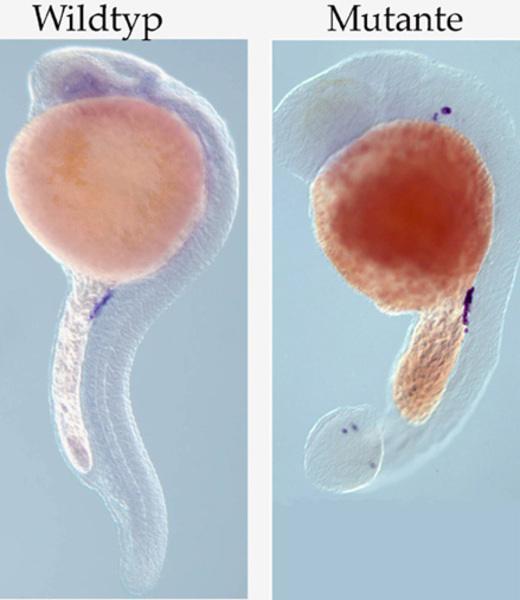 Das Studium des Prozesses der Zellmigration in mutanten Embryonen, in welchen die somatischen Zellen sich nicht normal entwickeln, gab wichtige Hinweise auf die Mechanismen, mit denen die wandernden