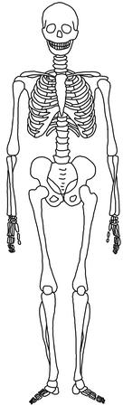 M1: Skelett vom Menschen Überlege: Welche Teile am Skelett sind für den aufrechten Gang wichtig? Markiere die wichtigen Teile im Bild.