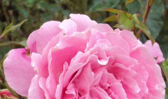 Buschrosen Farbe gelb/rosa 100 Samen / Rosen Geschenk für Blumenfreunde 